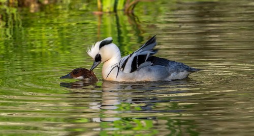 Smew (Mergellus albellus, Mergus albellus) pair, male biting female in neck while mating in pond in