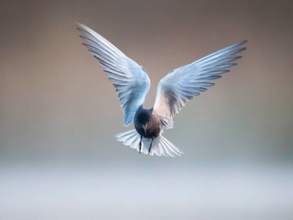 Black Tern (Chlidonias niger) flying, Mecklenburg-Western Pomerania, Germany, Europe
