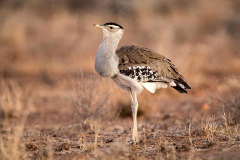 Australian Bustard (Ardeotis australis), Queensland, Australia, Oceania