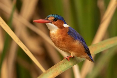 Malachite Kingfisher (Corythornis cristatus), Lake Baringo, Kenya, Africa