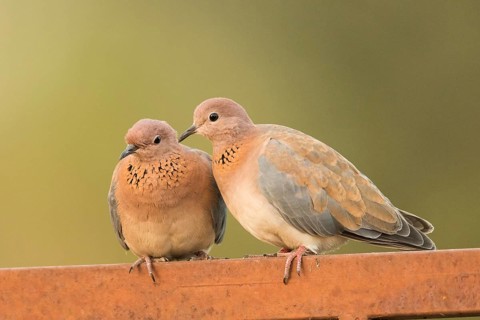 Laughing Dove (Spilopelia senegalensis) pair, Gambia, Africa