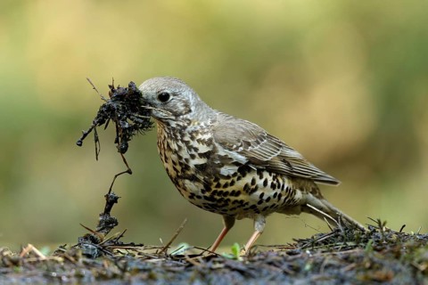 Grote Lijster met nest materiaal, Mistle Thrush with nest material