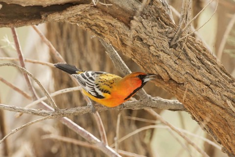 Streak-backed Oriole (Icterus pustulatus) male, California, USA, North America