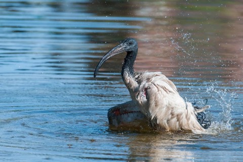 African Sacred Ibis (Threskiornis aethiopicus) bathing, Western Cape, South Africa, Africa