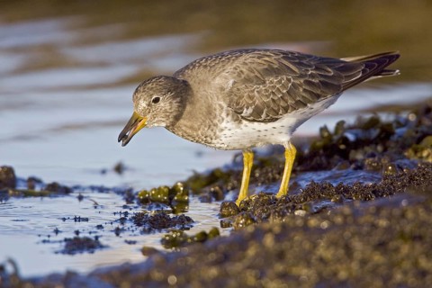 Surfbird (Calidris virgata), British Columbia, Canada, North America