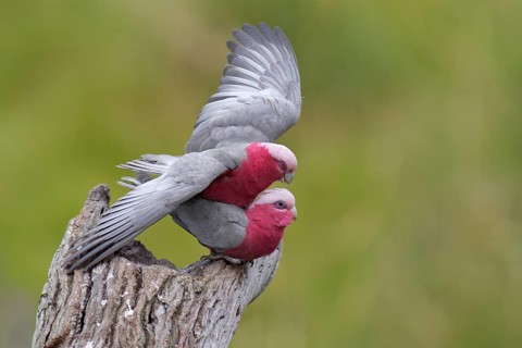 Galah (Eolophus roseicapilla) pair mating, Victoria, Australia, Oceania