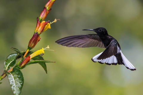 Black Jacobin (Florisuga fusca) flying and feeding at a flower in the Atlantic rainforest of