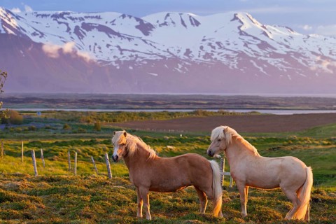 Islandpferd, Isländer, Icelandic horse