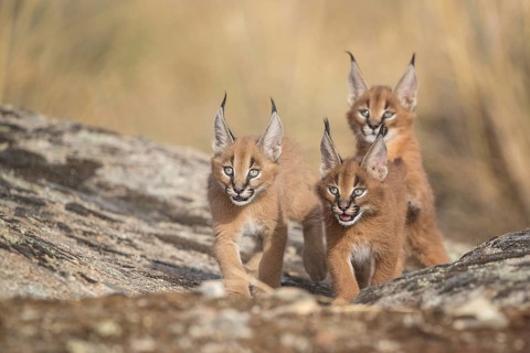 Caracal (Caracal caracal) three cubs walking, Castile-La Mancha, Spain, Europe