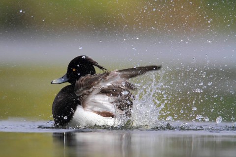 Tufted Duck (Aythya fuligula) male, North Rhine-Westphalia, Germany, Europe