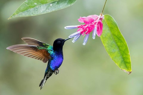 Velvet-purple Coronet (Boissonneaua jardini) flying while feeding at a flower in Colombia, South