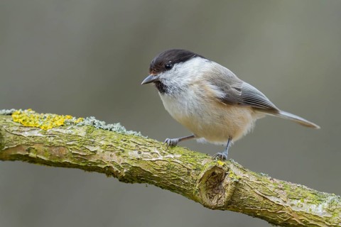 Marsh Tit (Poecile palustris) perched on a branch, Lower Saxony, Germany, Europe