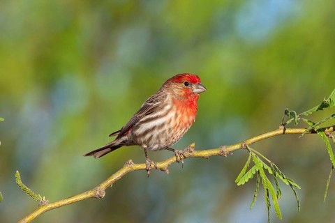 House Finch Carpodacus mexicanus Amado, Santa Cruz County, Arizona, United States 16 April Adult