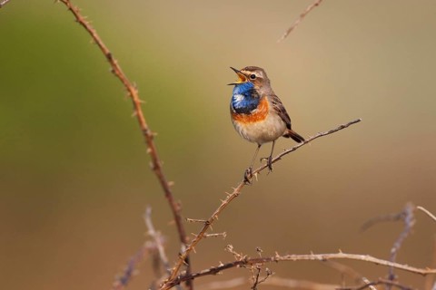 Bluethroat (Luscinia svecica cyanecula) male singing, Texel, Netherlands