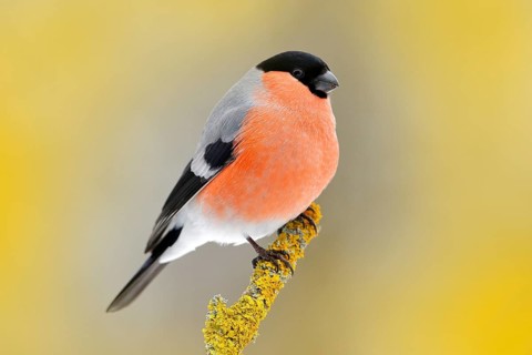 Red songbird Bullfinch sitting on yellow lichen branch, Sumava, Czech republic. Wildlife scene from