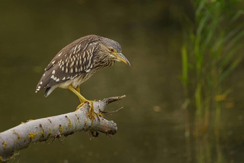Juveniler Nachtreiher auf seinem Ansitzast bei der Jagd