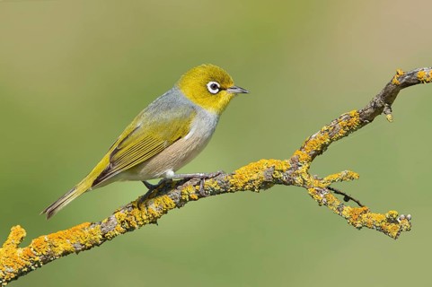 Silvereye (Zosterops lateralis), Victoria, Australia, Oceania