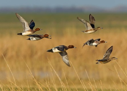 Eurasian Wigeon (Mareca penelope) male flying, Noordholland, Netherlands