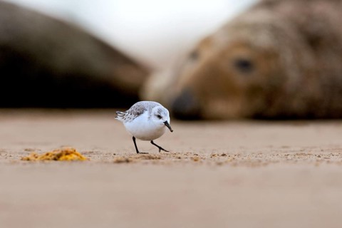 Sanderling (Calidris alba), Donna Nook Nature Reserve Norfolk, United Kingdom, Europe