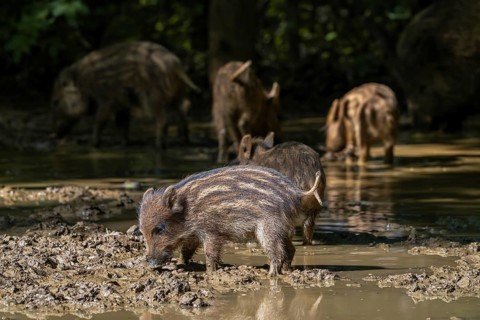Wild boar (Sus scrofa) sounder with squeakers foraging in the mud of puddle in forest in spring