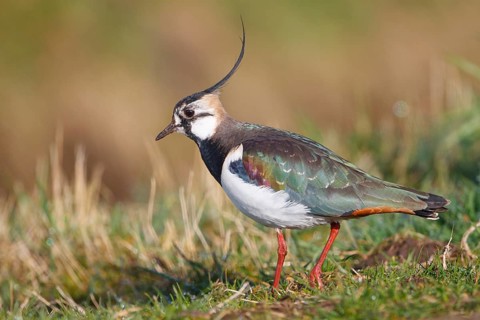 Northern Lapwing (Vanellus vanellus), Netherlands