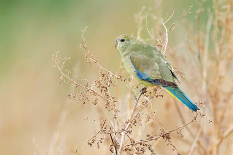 Blue-winged Parrot (Neophema chrysostoma) juvenile, Victoria, Australia, Oceania