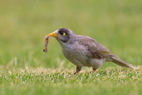 Noisy Miner (Manorina melanocephala), South Australia, Australia, Oceania