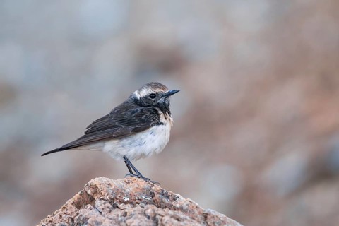 Cyprus Wheatear (Oenanthe cypriaca) female, Cyprus, Europe