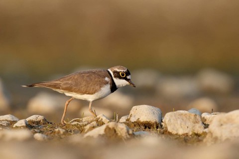 Little Ringed Plover (Charadrius dubius) male, North Rhine-Westphalia, Germany, Europe