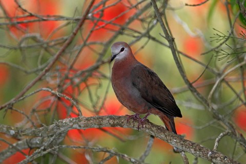 Africa, South Africa, Wilderness, Africa