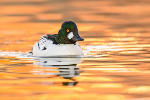 Common Goldeneye (Bucephala clangula) male, Arizona, USA, North America