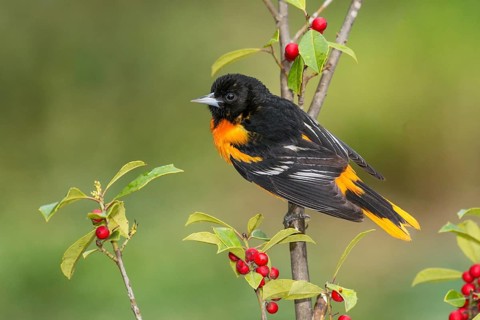 Baltimore Oriole (Icterus galbula) male perched on a branch, Texas, USA, North America