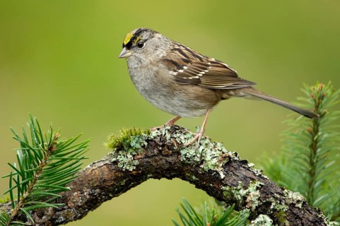 Golden-crowned Sparrow (Zonotrichia atricapilla), British Columbia, Canada, North America