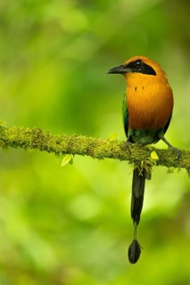 Rufous Motmot (Baryphthengus martii) perched on a branch, Mindo, Ecuador, South America