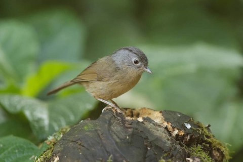 Grey-cheeked Fulvetta (Alcippe morrisonia), Doi Inthanon, Thailand, Asia