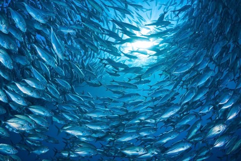 Großaugen-Stachelmakrele, Caranx sexfasciatus Bigeye Trevally, Caranx sexfasciatus
