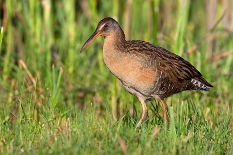 King Rail (Rallus elegans), Texas, USA, North America