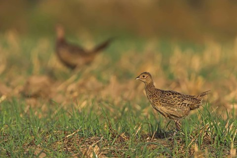 Common Pheasant (Phasianus colchicus), Rhineland-Palatinate, Germany, Europe