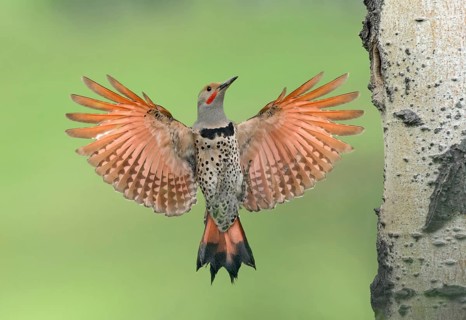 Northern Flicker (Colaptes auratus) male approaching nest hole, British Columbia, Canada, North