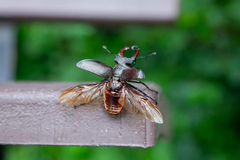 Ready for take-off - stag beetle shortly in front of take-off