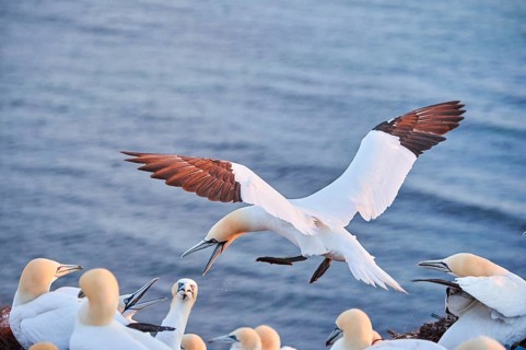 Northern gannet (Morus bassanus) flying over the sea at sunset, argiung with others while landing,