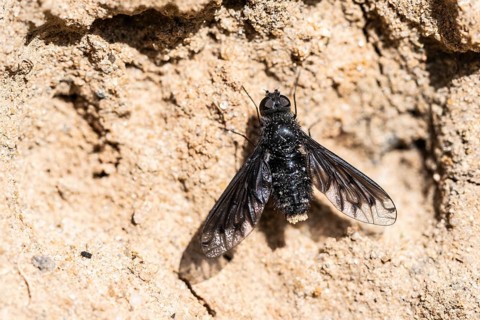 Mourning Weaver (Anthrax anthrax), Emsland, Lower Saxony, Germany, Europe