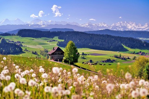 View over the Emmental with Bern granary, dandelion meadow (Leontodon) in the foreground,