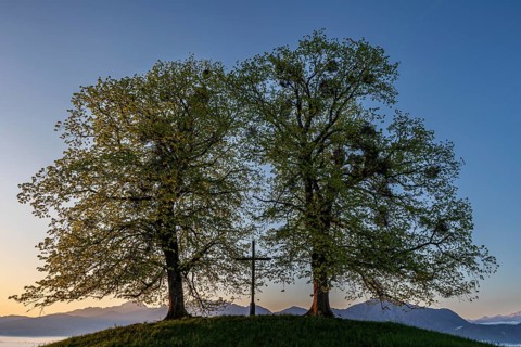 Two trees, chritstliches cross, mistletoe, backlight, sunrise, mountains, spring, view of