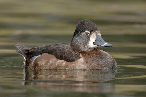 Ring-necked Duck (Aythya collaris) female, Texas, USA, North America