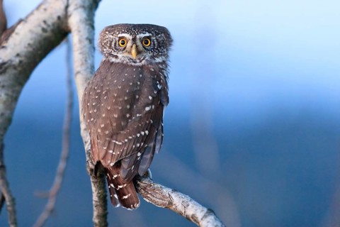 Eurasian Pygmy Owl (Glaucidium passerinum), Bavaria, Germany, Europe