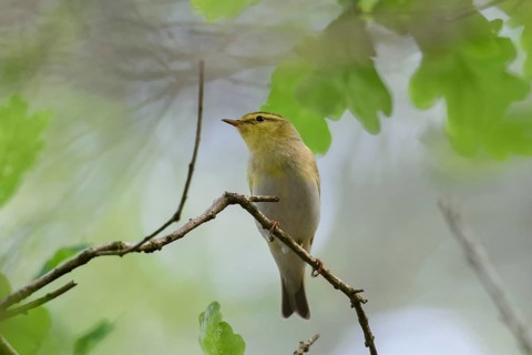 Wood Warbler (Phylloscopus sibilatrix) male, North Rhine-Westphalia, Germany, Europe