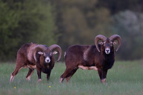 European mouflon (Ovis gmelini musimon, Syn.: Ovis orientalis musimon, Ovis aries musimon),