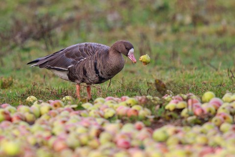 Greater White-fronted Goose (Anser albifrons), North Rhine-Westphalia, Germany, Europe