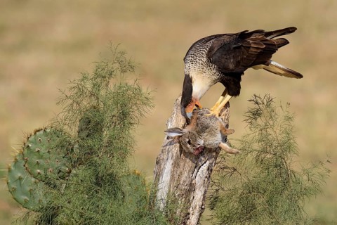 Northern Crested Caracara (Caracara cheriway) feeding on carrion, Texas, USA, North America